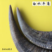 正宗越南白水牛角原料 对角牛角摆件 大号白水牛角整角原材料