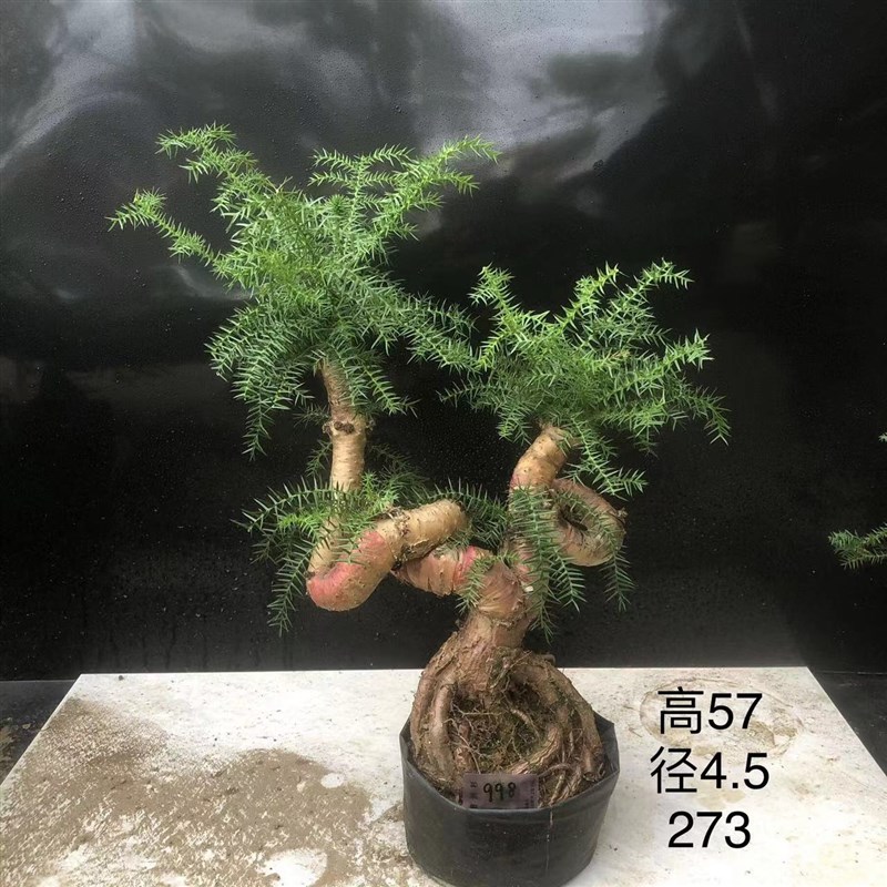 澳洲杉盆景不老松造型提根盆栽澳大利亚杉欧洲杉客厅