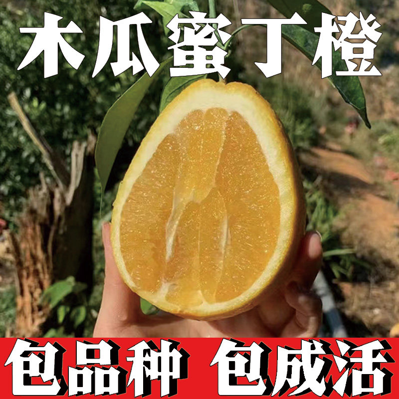 木瓜蜜丁橙苗嫁接特大地栽盆栽果树南方北方种植橙子树苗当年结果