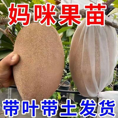 新品种马加纳妈咪果树苗适合南北方种植盆栽庭院种植果苗当年结果