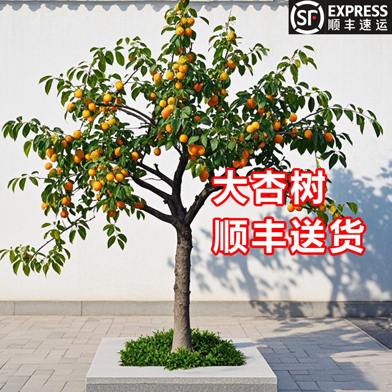 特大杏树果苗庭院嫁接杏