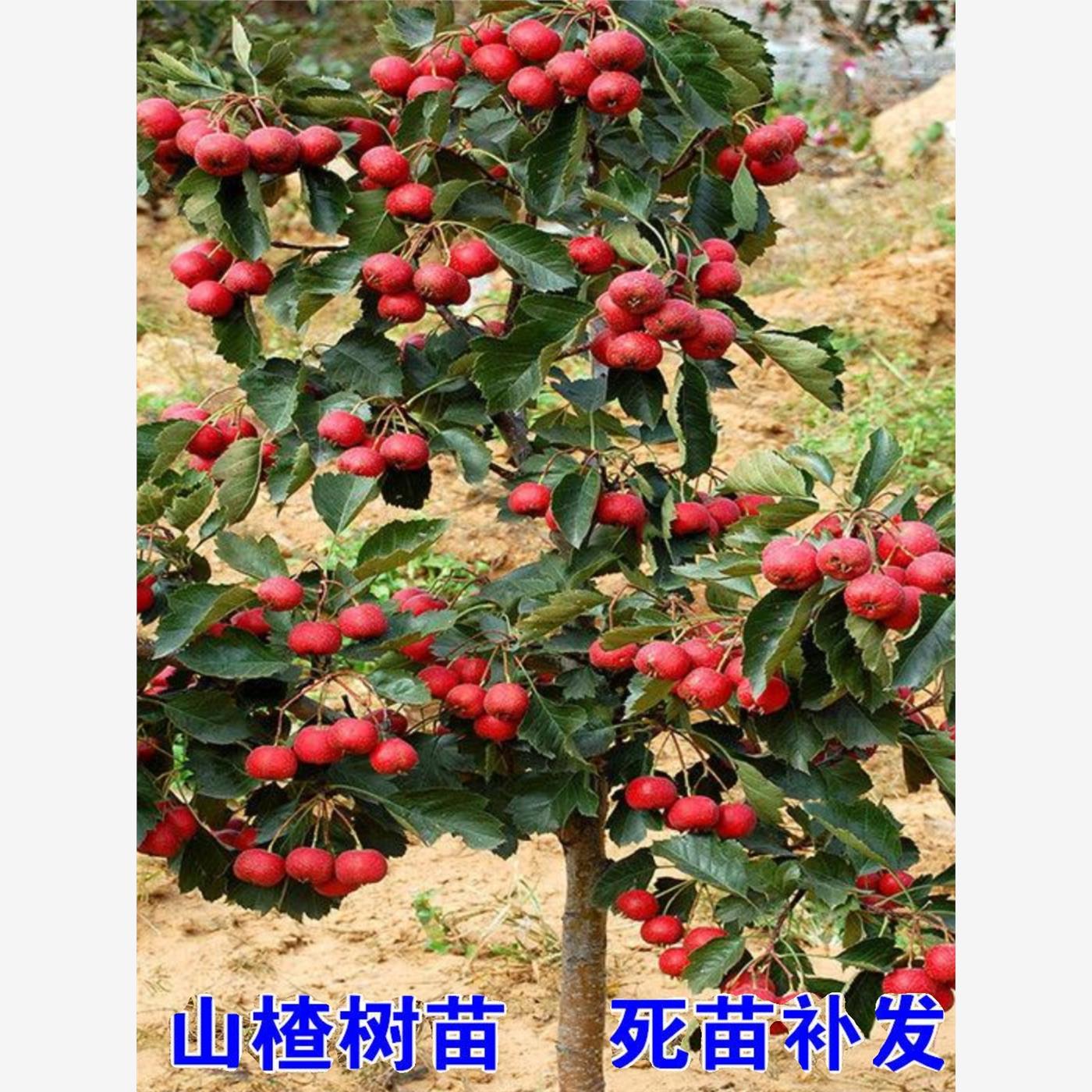 特大山楂树果苗活金星大