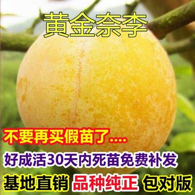 黄金奈李苗南方李子果树
