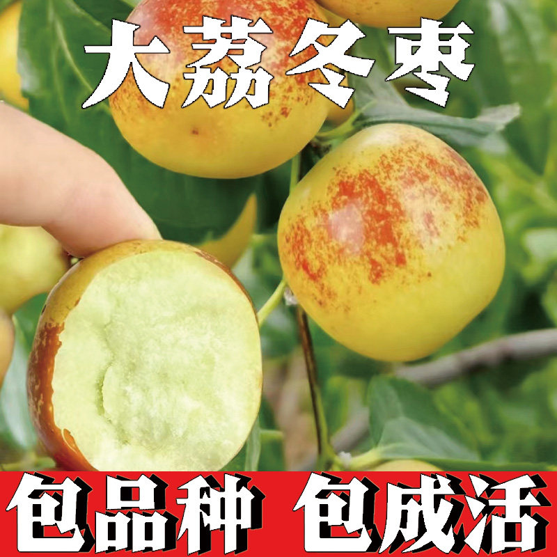 大荔冬枣苗树南北方庭院地栽盆栽嫁接枣子苗特大果树果苗当年结果