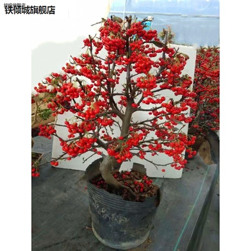 新款树盆栽吉祥果喜庆果满堂红火棘树桩观花观果盆景红红火火