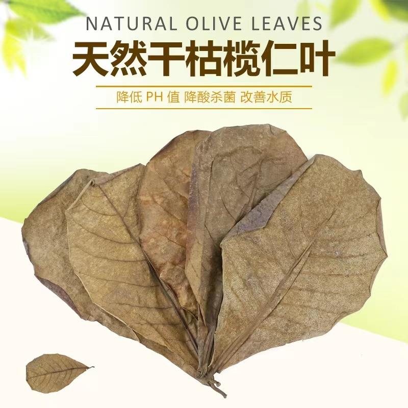 天然干榄仁叶鱼缸造景装饰黄水专用降酸降低PH值懒人叶橄榄叶改善