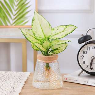 水培白如意盆栽水养如意皇后白象万年青粗肋草办公室桌面水培观叶