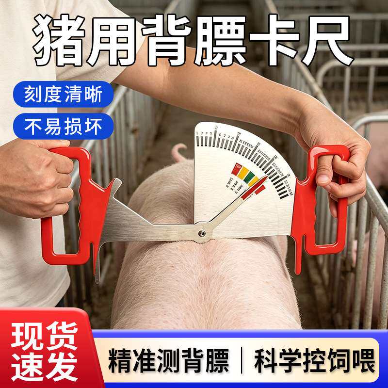 猪用背膘卡尺不锈钢喂料管理尺妊娠母猪膘L情测定指导器饲喂卡尺