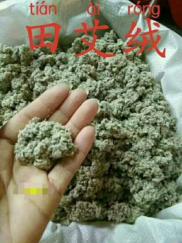 2025湛江新鲜田艾草田艾棉田艾绒500g田艾籺艾饼原料野生食用田艾