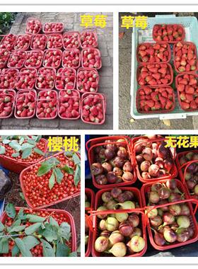 草莓包采葚摘篮子塑料红色手提水果梅筐子杨篮樱桃桑塑料63134678