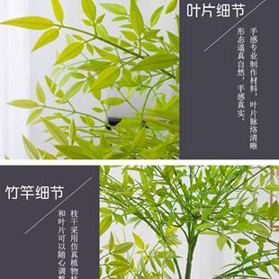 植仿真绿植南物天竹造景盆栽内大型仿生无品牌/假客厅落地室装饰