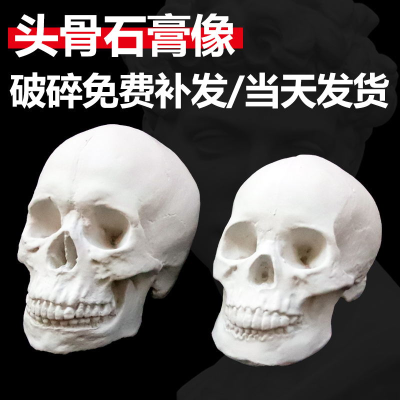 头骨骷髅头模型石膏教具几何体石膏像人像石膏静物男女头骨石膏像