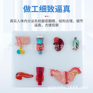 人体神经统血液循环系统泌423系系统消化系统内分泌尿脊髓神经