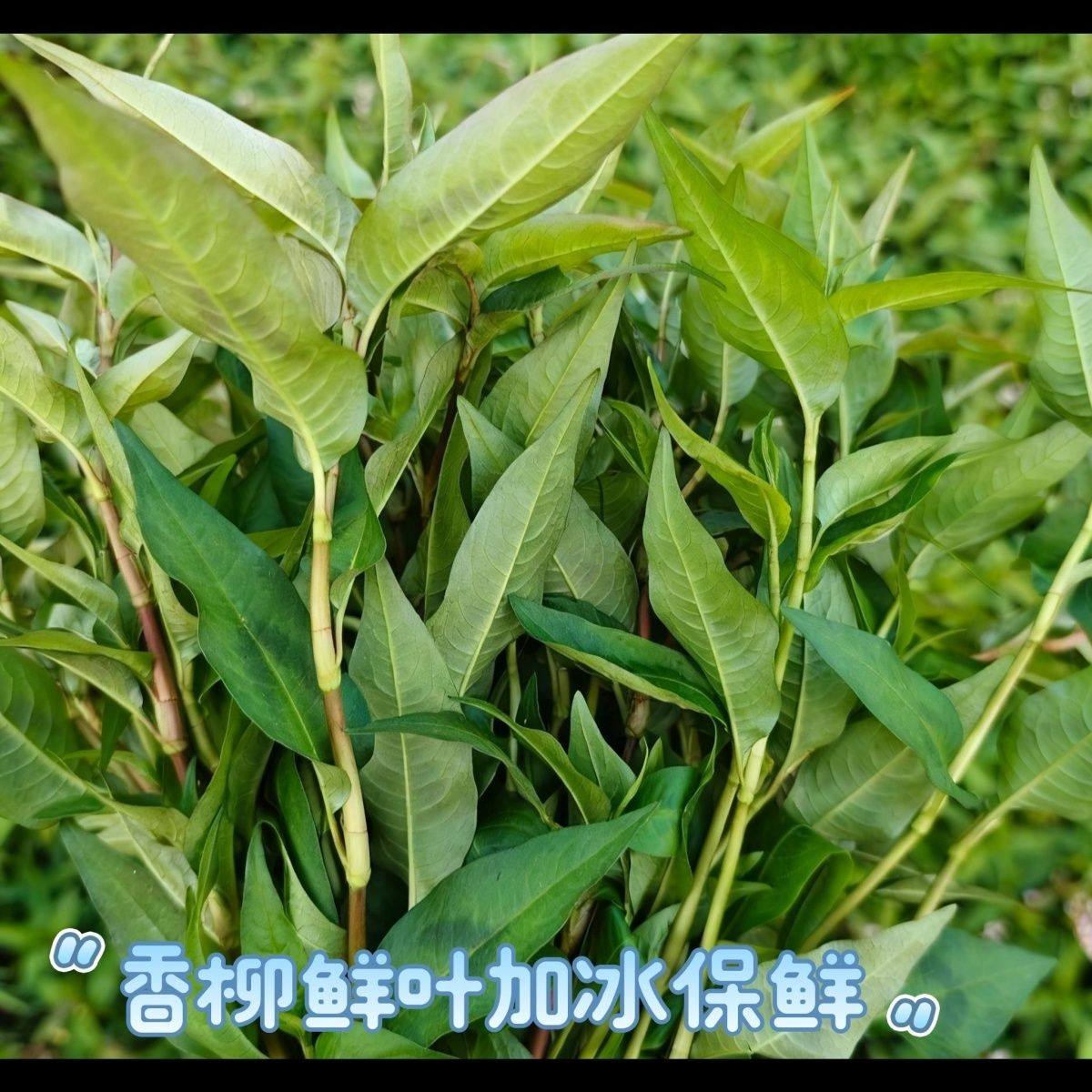 云南新鲜特有香料香柳叶香辣香柳菜调料德宏傣味泰国鱼生火锅