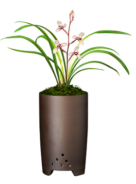 建兰兰花荷花仙子四季浓香花卉盆景盆栽土绿植带草植物花苞名贵苗