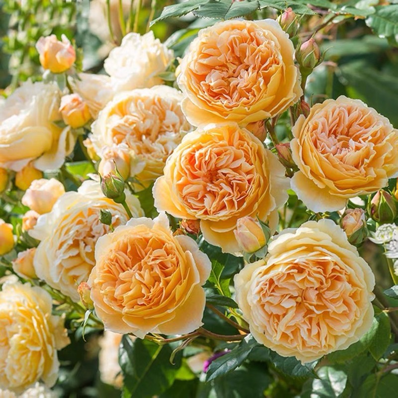 玛格丽特王妃月季藤本花卉蔷薇花苗带花苞四季开花拱门栅栏爬藤