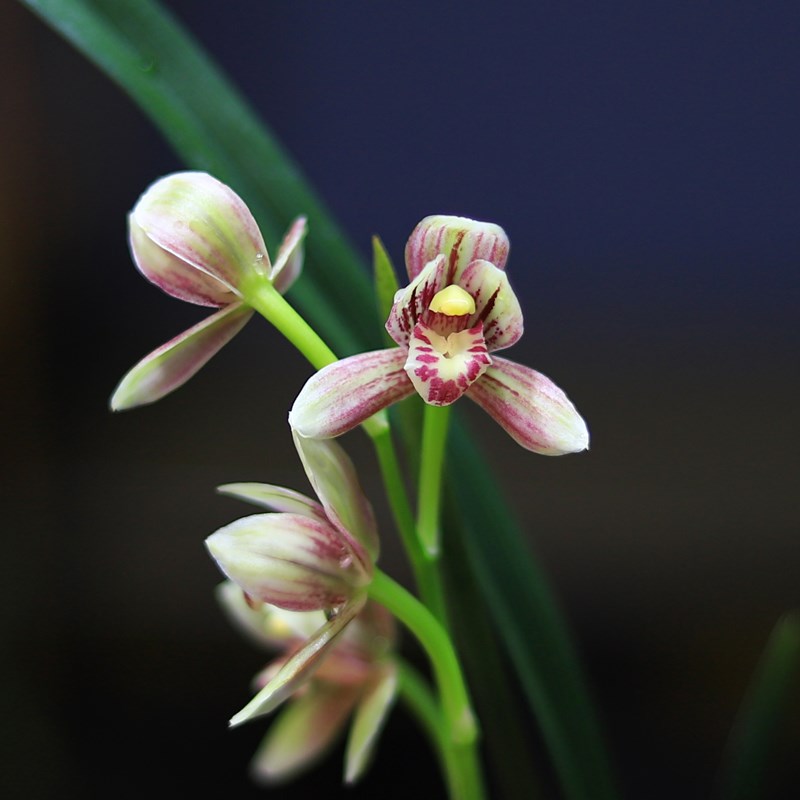 四季兰花苗建兰 汇翠粉荷 浓香铭品好养易活室内阳台绿植花卉盆栽