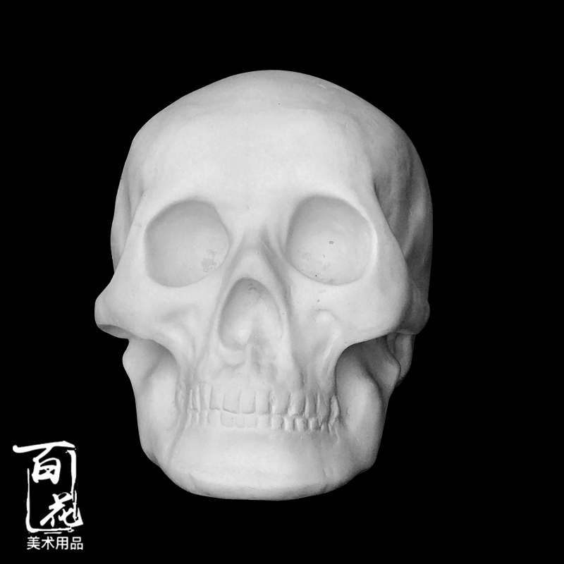人物石膏头骨骷髅模型石膏像石膏教具几何体石膏像人像石膏静物