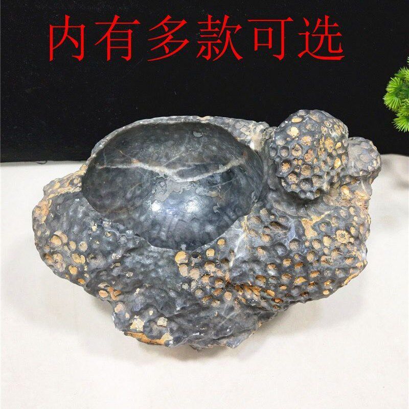 精品天然珊瑚虫化石小鱼缸 烟灰缸 小花盆 聚宝盆 奇石玉石摆件