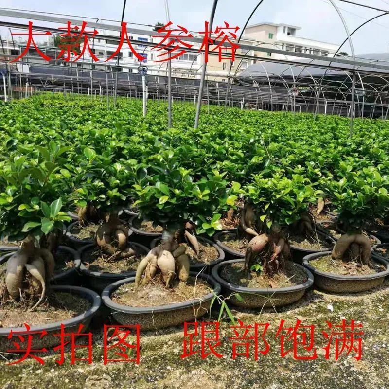 人参榕小叶榕树造型盆景室内阳台植物盆栽绿植地瓜榕老桩易养四季