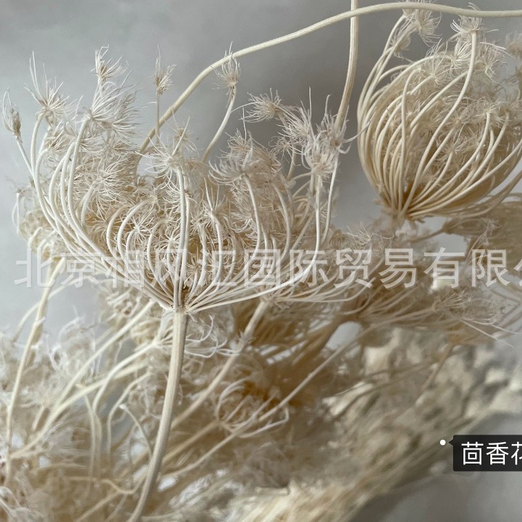 茴香花进口天然干花装饰摆件