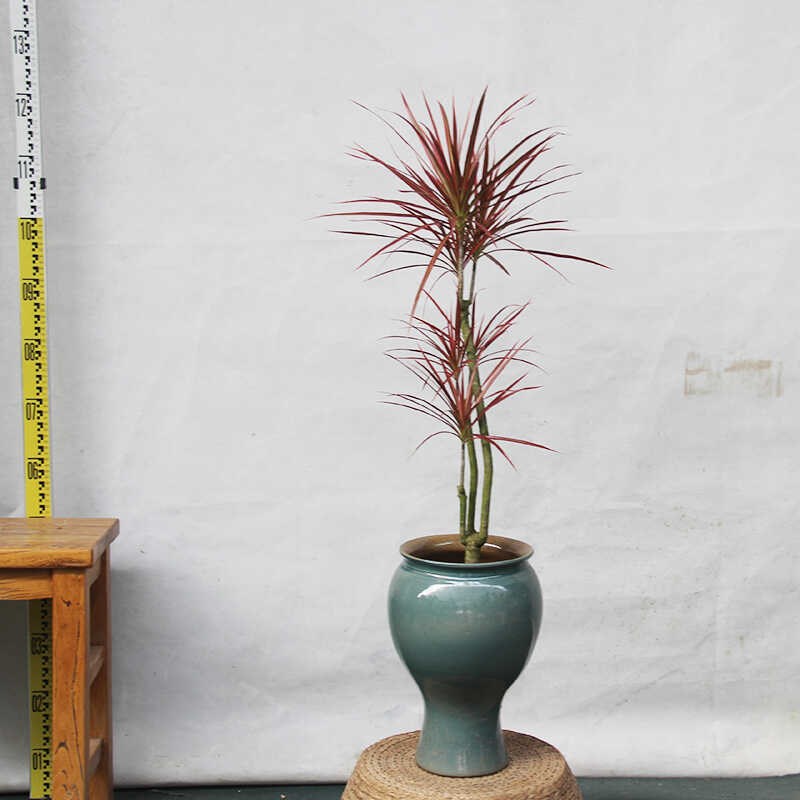 七彩铁千年木盆栽室内客厅阳台绿植花卉办公室桌面好养植物龙血树