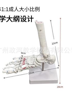厂家脚关节关节带肌肉着色型人体脚关节踝手节足骨模QAX手仿真模