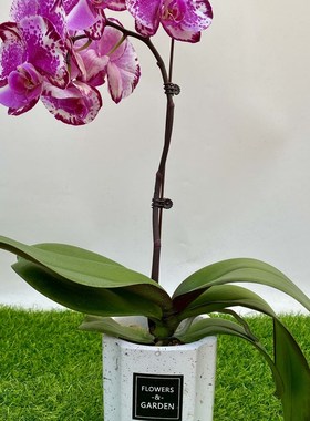 花仙子精品蝴蝶兰对版花苗盆栽带花苞带花兰花