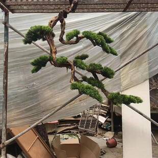 仿崖真悬挂悬式松迎客户松壁挂侧挂倒枝挂松树TTB玄关入橱窗造景