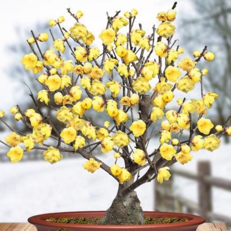 腊梅花树苗盆栽梅花盆景原生腊梅耐寒老桩浓香型花卉植物阳台花苗