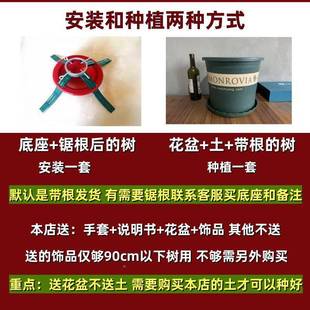 真的圣诞树栽树DYY活的挪盆威云杉的节诺贝松真真树松树圣诞绿植