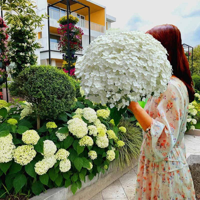 无敌贝拉安娜绣球花苗耐热耐寒圆锥木绣球白色大花盆栽庭院植物花