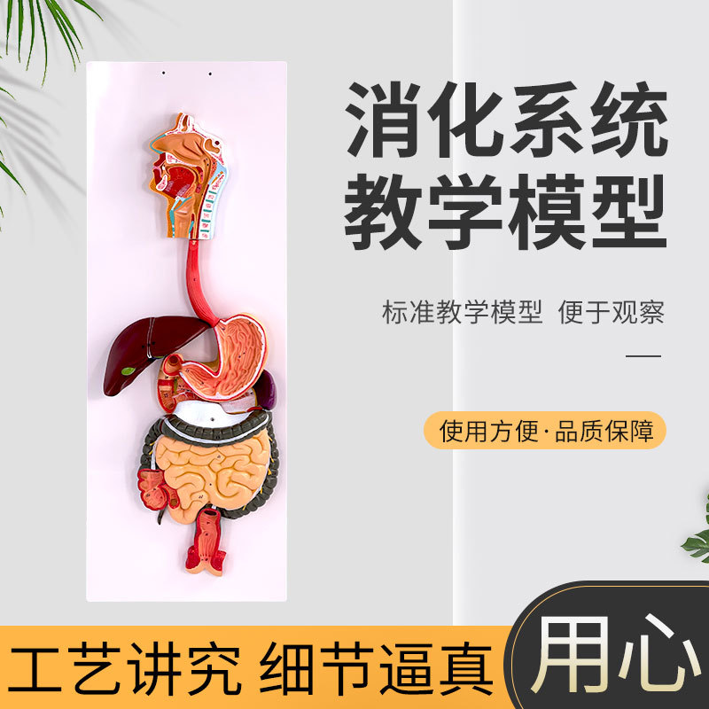 人体消化系统模型 直肠模型 食道模型 口鼻喉胃模型大肠模型肝脏