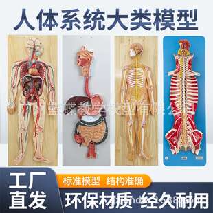 人体神经系统 血液循环系统 泌尿系统 消化系统 内分泌 脊髓神经