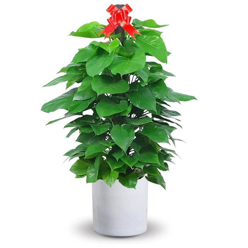 大叶绿萝柱客厅绿植室内大型绿箩盆栽办公室净化空气开业送礼盆景