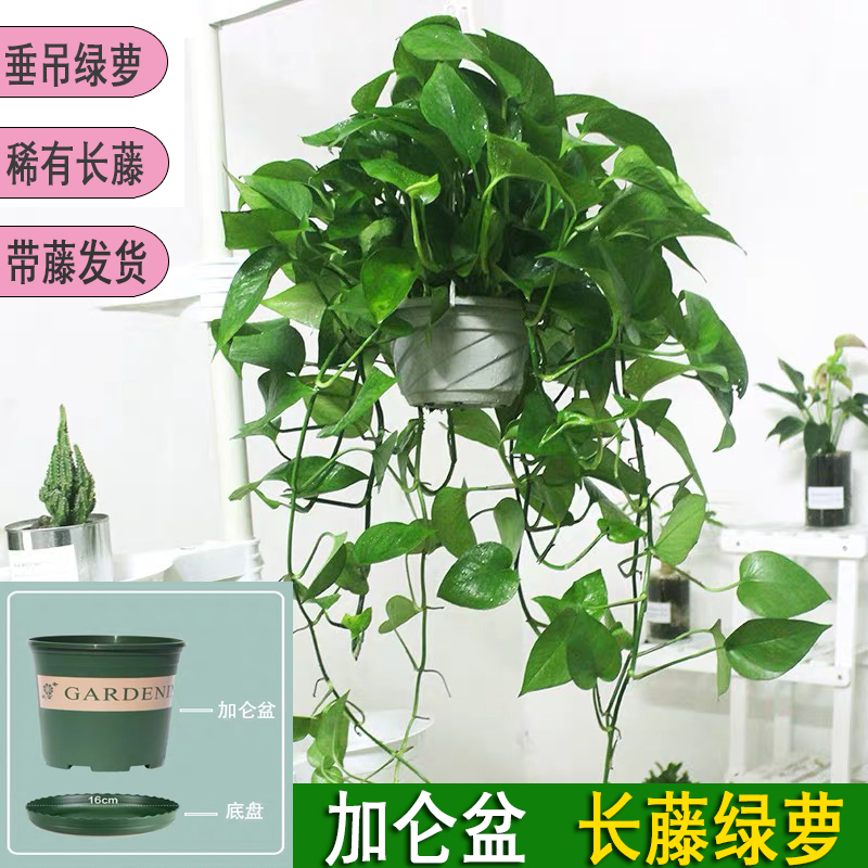 长藤大盆绿萝花卉绿植盆栽植物大叶绿箩办公桌室内客厅四季常绿