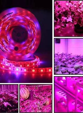 粉色蓝色120 LED植物灯室内植物蔬园艺盆景补光灯