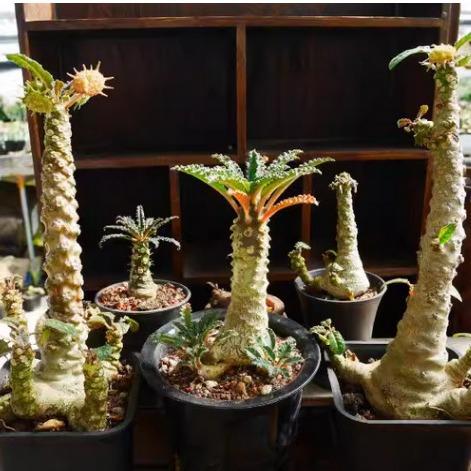 椰岛风情 椰子琉桑 块根组合盆栽