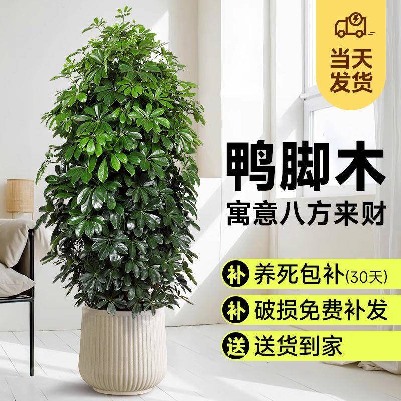 鸭脚木盆栽客厅绿植花卉室内大型八方来财鸭掌木七叶莲植物发财树