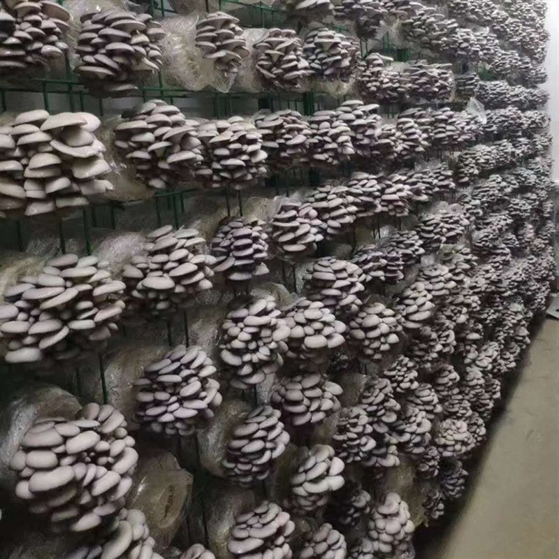 食用菌网格架大棚养殖蘑菇架平菇出菇网格架秀珍菇养殖架菇房架