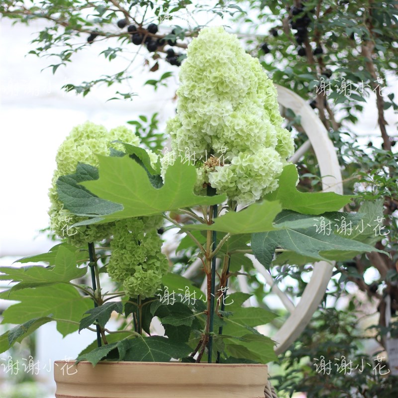 谢谢小花 栎叶绣球 和声 哈曼尼 多年生花卉耐热耐寒灌木盆栽植物