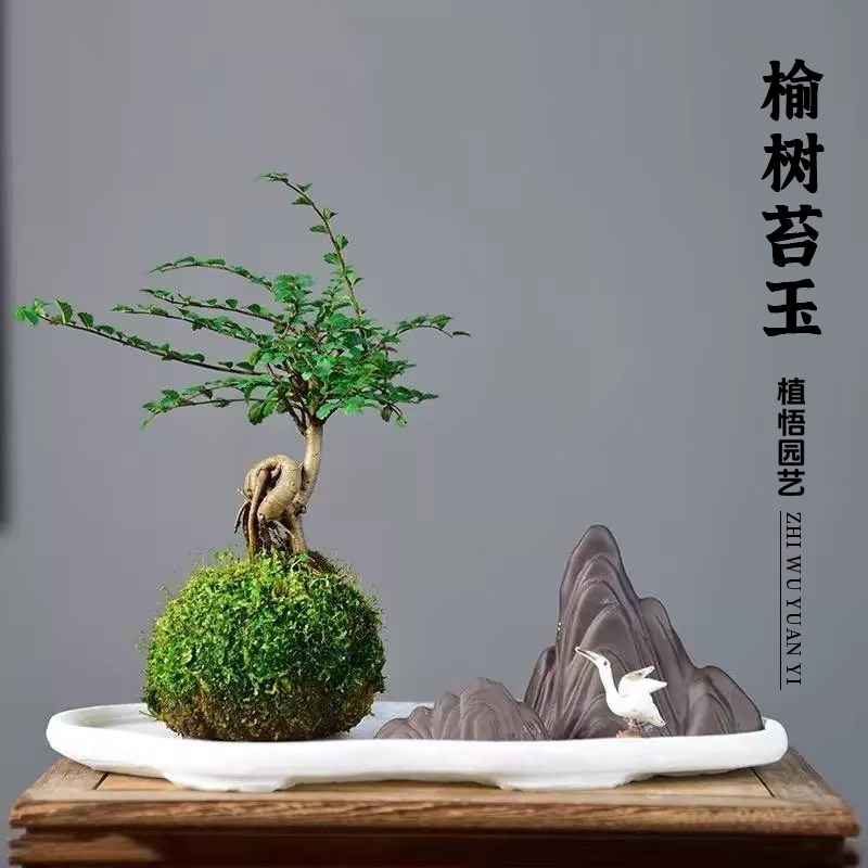 榆树苔玉水培胧月金钱菖蒲盆栽植物室内花茶几桌面四季好养小盆景