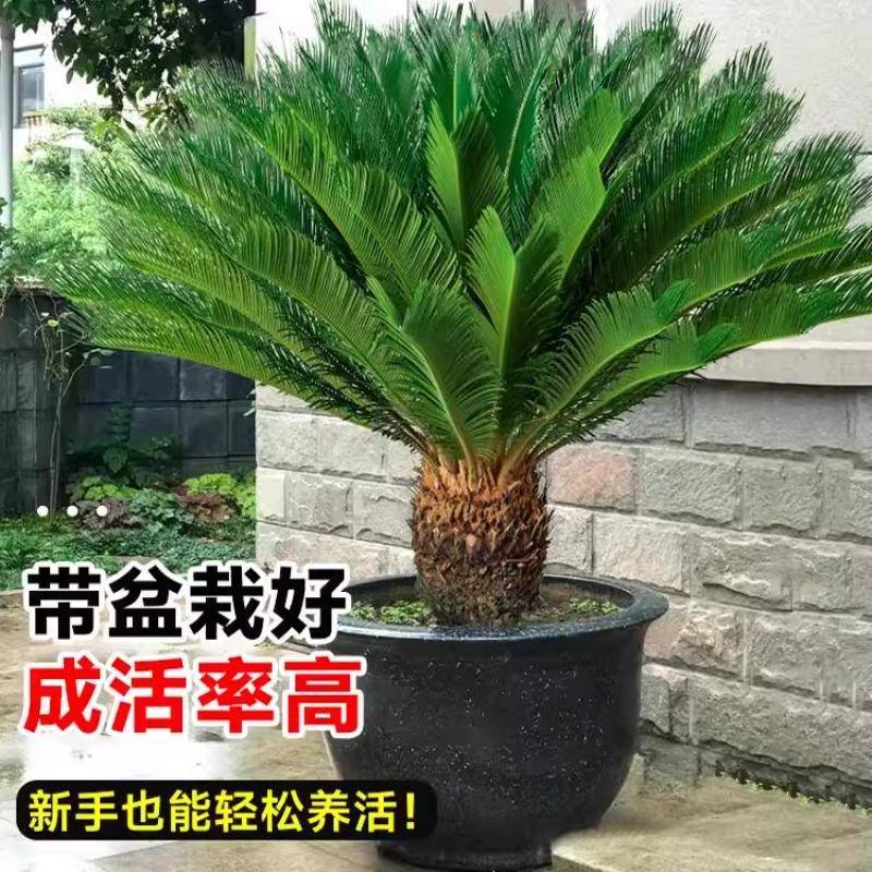 室外铁树盆栽大型庭院绿植盆景公母观叶好养活四季开客厅绿植室内