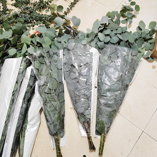 新鲜尤加利苹果叶细叶鲜切花水养装饰花束配叶