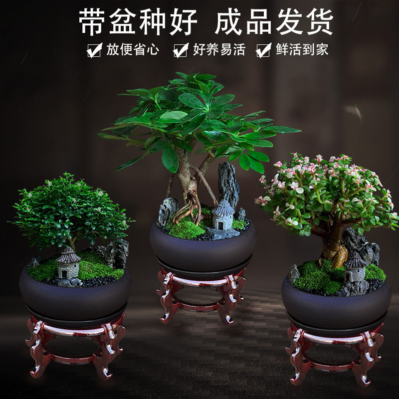 七叶莲招财树植物室内盆栽花卉办公室绿植桌面苔藓微景观摆件盆景