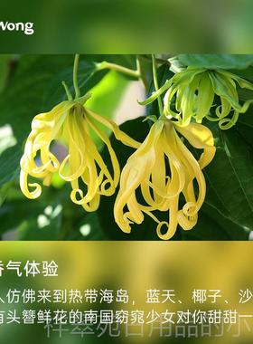 高档精D.Wrong依兰单方油甜奔放愉悦身心卧美室天然植物油香薰扩