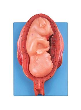 七个月胎儿模型A42005/7