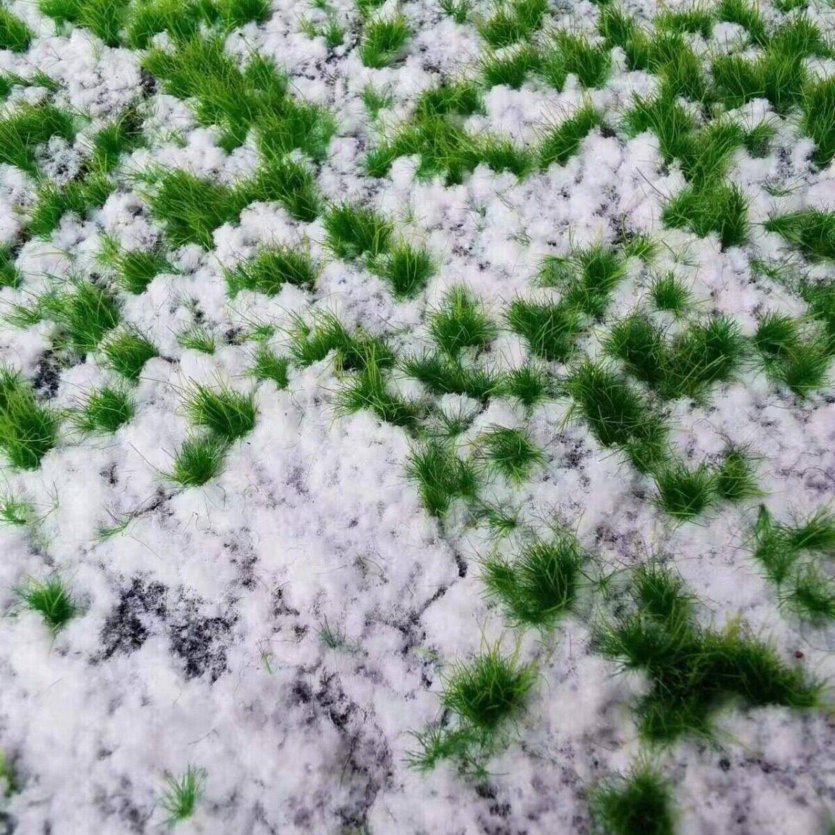 仿真苔藓草坪撅类绿植仿真仿真青苔草坪植物苔藓绿植仿真厥类
