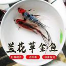 花色草金鱼小型观赏鱼淡水新手好养耐寒不加热鱼场直发长短尾随机