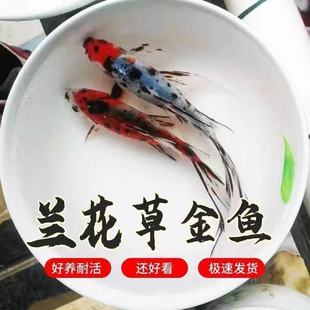 花色草金鱼小型观赏鱼淡水新手好养耐寒不加热鱼场直发长短尾随机